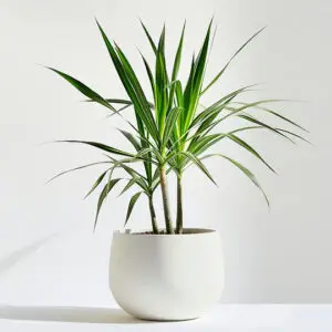 Desert Bloom